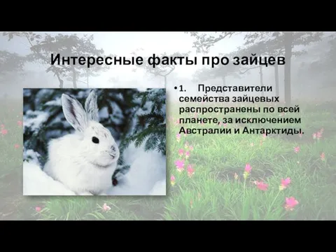 Интересные факты про зайцев 1. Представители семейства зайцевых распространены по всей планете, за