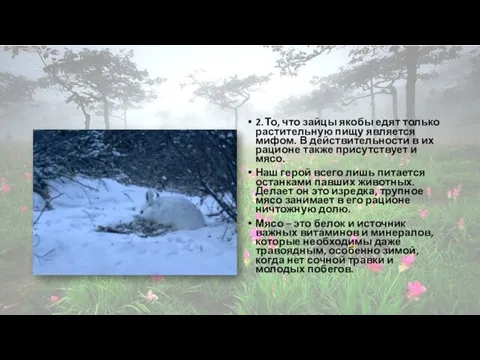 2. То, что зайцы якобы едят только растительную пищу является мифом. В действительности