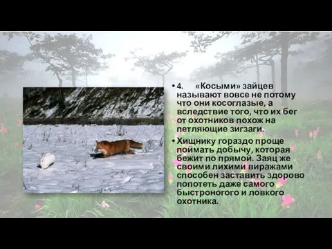 4. «Косыми» зайцев называют вовсе не потому что они косоглазые, а вследствие того,