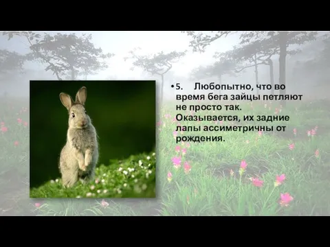 5. Любопытно, что во время бега зайцы петляют не просто так. Оказывается, их