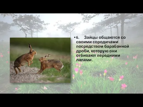 6. Зайцы общаются со своими сородичами посредством барабанной дроби, которую они отбивают передними лапами.