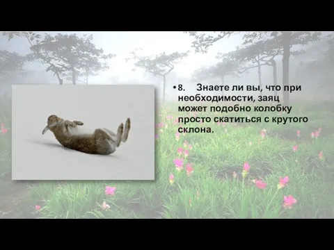 8. Знаете ли вы, что при необходимости, заяц может подобно колобку просто скатиться с крутого склона.