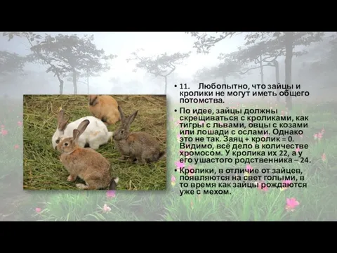 11. Любопытно, что зайцы и кролики не могут иметь общего потомства. По идее,