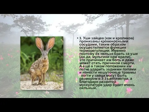 3. Уши зайцев (как и кроликов) пронизаны кровеносными сосудами, таким образом осуществляется функция