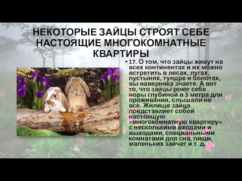 НЕКОТОРЫЕ ЗАЙЦЫ СТРОЯТ СЕБЕ НАСТОЯЩИЕ МНОГОКОМНАТНЫЕ КВАРТИРЫ 17. О том, что зайцы живут