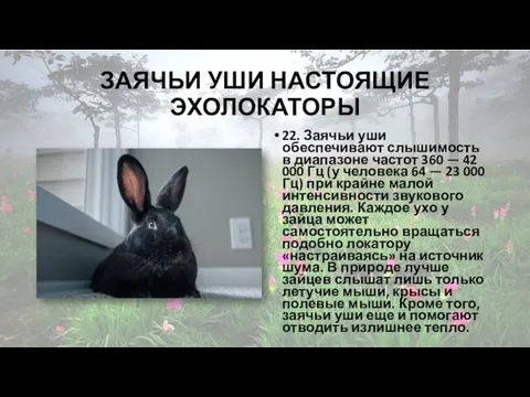 ЗАЯЧЬИ УШИ НАСТОЯЩИЕ ЭХОЛОКАТОРЫ 22. Заячьи уши обеспечивают слышимость в диапазоне частот 360