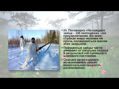 24. Поговорка «На каждого зайца – 100 охотников» – не преувеличение. Во всех