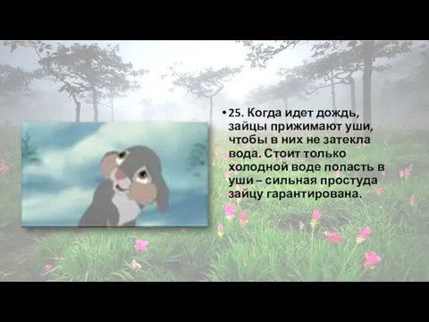 25. Когда идет дождь, зайцы прижимают уши, чтобы в них не затекла вода.