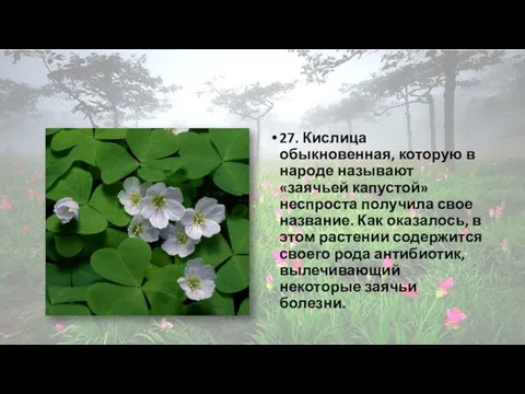 27. Кислица обыкновенная, которую в народе называют «заячьей капустой» неспроста получила свое название.