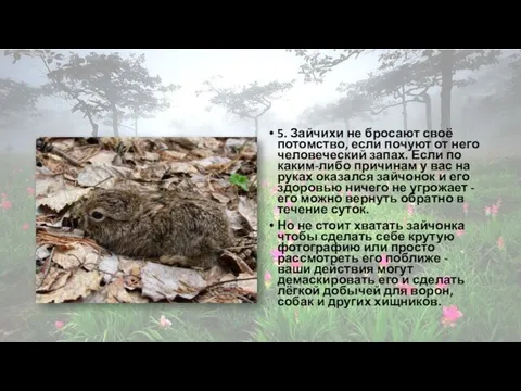 5. Зайчихи не бросают своё потомство, если почуют от него человеческий запах. Если