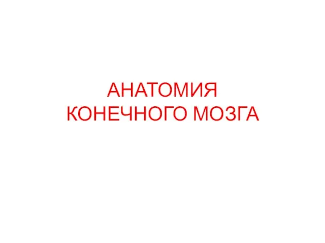 Анатомия конечного мозга