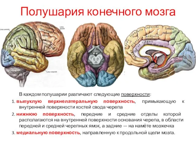 Полушария конечного мозга В каждом полушарии различают следующие поверхности: 1.