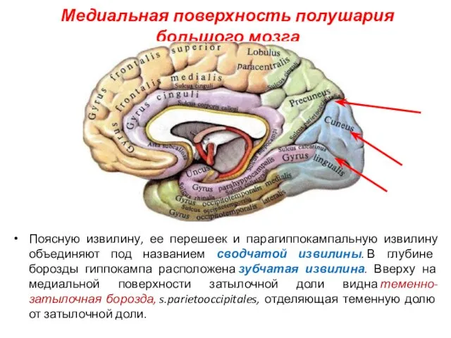 Медиальная поверхность полушария большого мозга Поясную извилину, ее перешеек и