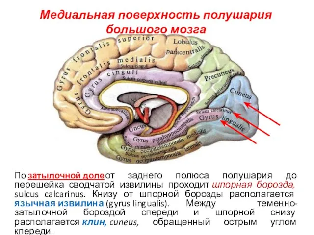 Медиальная поверхность полушария большого мозга По затылочной доле от заднего