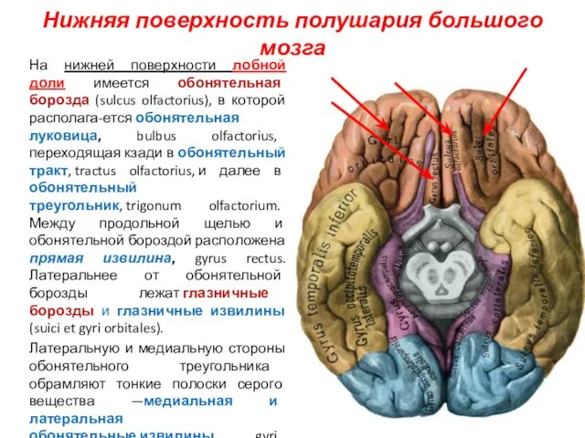 Нижняя поверхность полушария большого мозга На нижней поверхности лобной доли