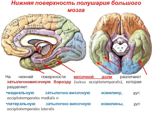 Нижняя поверхность полушария большого мозга На нижней поверхности височной доли