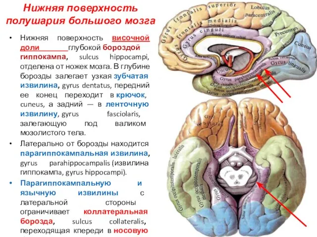 Нижняя поверхность височной доли глубокой бороздой гиппокампа, sulcus hippocampi, отделена