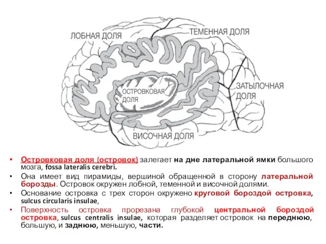 Островковая доля (островок) залегает на дне латеральной ямки большого мозга,