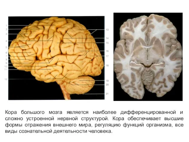 Кора большого мозга является наиболее дифференцированной и сложно устроенной нервной