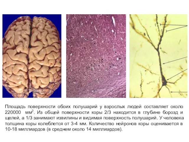 Площадь поверхности обоих полушарий у взрослых людей составляет около 220000