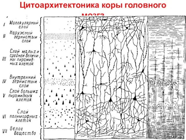 Цитоархитектоника коры головного мозга