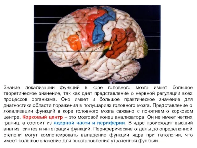 Знание локализации функций в коре головного мозга имеет большое теоретическое