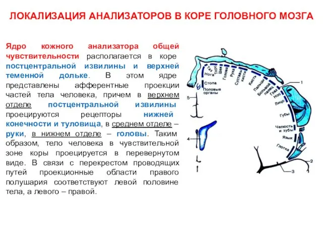 ЛОКАЛИЗАЦИЯ АНАЛИЗАТОРОВ В КОРЕ ГОЛОВНОГО МОЗГА Ядро кожного анализатора общей