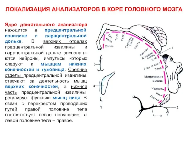 ЛОКАЛИЗАЦИЯ АНАЛИЗАТОРОВ В КОРЕ ГОЛОВНОГО МОЗГА Ядро двигательного анализатора находится