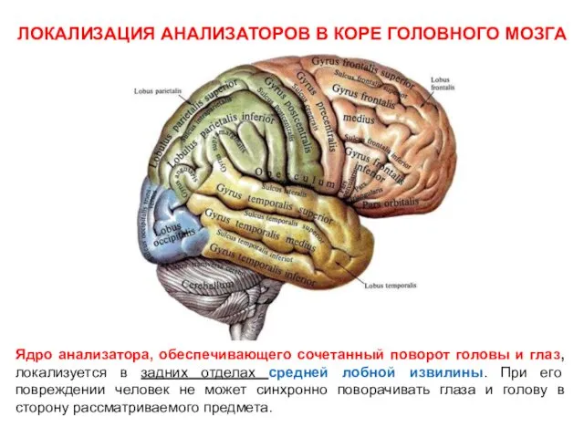 ЛОКАЛИЗАЦИЯ АНАЛИЗАТОРОВ В КОРЕ ГОЛОВНОГО МОЗГА Ядро анализатора, обеспечивающего сочетанный