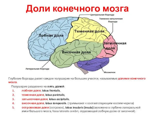 Доли конечного мозга Глубокие борозды делят каждое полушарие на большие