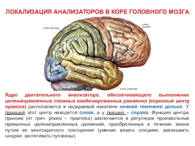 ЛОКАЛИЗАЦИЯ АНАЛИЗАТОРОВ В КОРЕ ГОЛОВНОГО МОЗГА Ядро двигательного анализатора, обеспечивающего