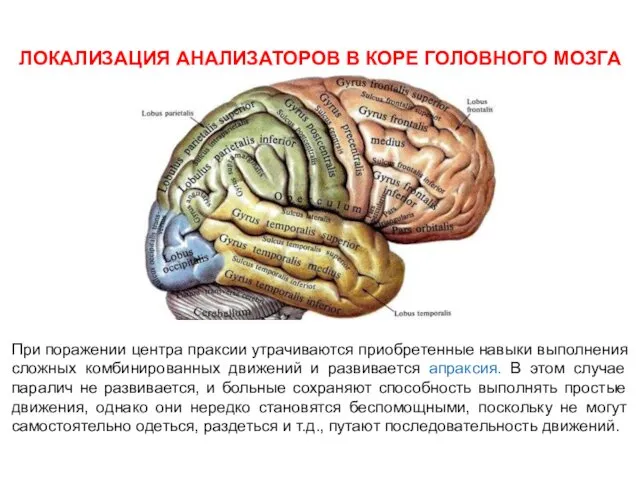 ЛОКАЛИЗАЦИЯ АНАЛИЗАТОРОВ В КОРЕ ГОЛОВНОГО МОЗГА При поражении центра праксии