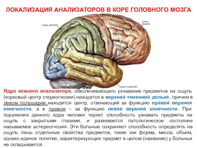 Ядро кожного анализатора, обеспечивающего узнавание предметов на ощупь (корковый центр