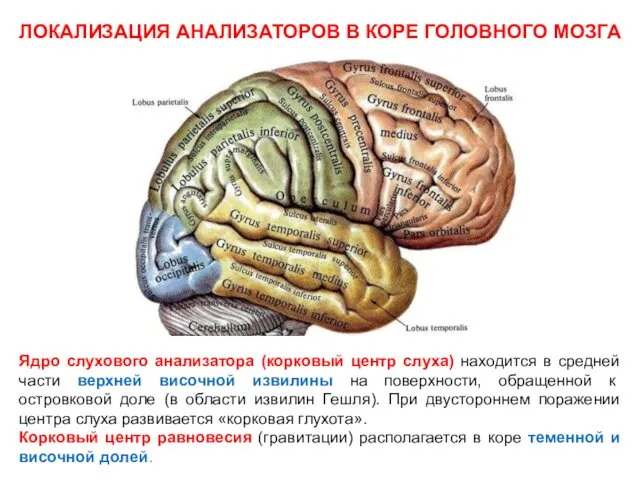 ЛОКАЛИЗАЦИЯ АНАЛИЗАТОРОВ В КОРЕ ГОЛОВНОГО МОЗГА Ядро слухового анализатора (корковый