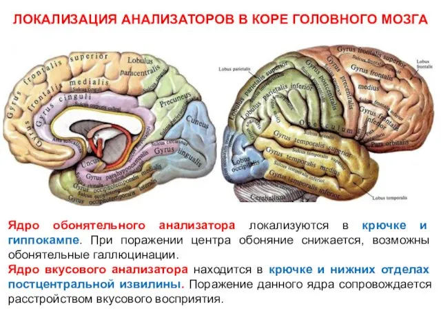 ЛОКАЛИЗАЦИЯ АНАЛИЗАТОРОВ В КОРЕ ГОЛОВНОГО МОЗГА Ядро обонятельного анализатора локализуются