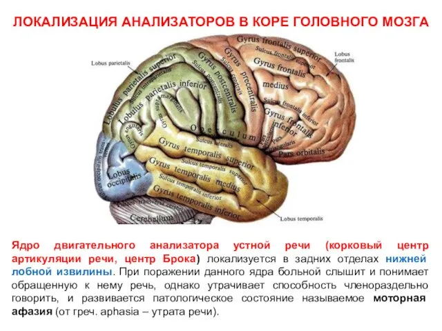 ЛОКАЛИЗАЦИЯ АНАЛИЗАТОРОВ В КОРЕ ГОЛОВНОГО МОЗГА Ядро двигательного анализатора устной