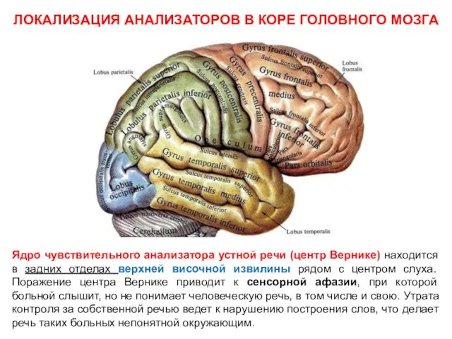 ЛОКАЛИЗАЦИЯ АНАЛИЗАТОРОВ В КОРЕ ГОЛОВНОГО МОЗГА Ядро чувствительного анализатора устной