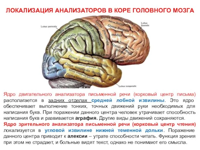 ЛОКАЛИЗАЦИЯ АНАЛИЗАТОРОВ В КОРЕ ГОЛОВНОГО МОЗГА Ядро двигательного анализатора письменной