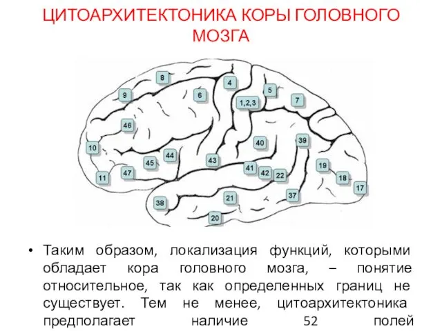 ЦИТОАРХИТЕКТОНИКА КОРЫ ГОЛОВНОГО МОЗГА Таким образом, локализация функций, которыми обладает