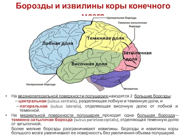 Борозды и извилины коры конечного мозга На верхнелатеральной поверхности полушария