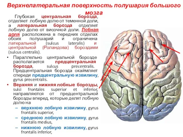 Верхнелатеральная поверхность полушария большого мозга Глубокая центральная борозда, отделяет лобную