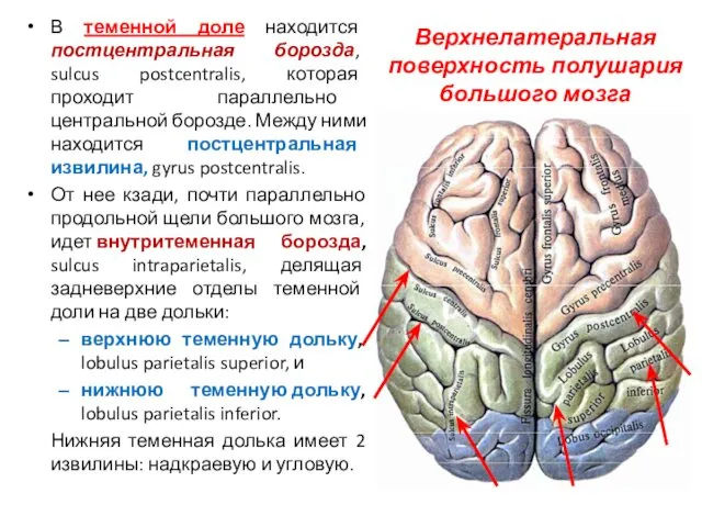 Верхнелатеральная поверхность полушария большого мозга В теменной доле находится постцентральная