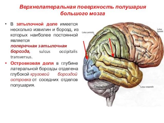 Верхнелатеральная поверхность полушария большого мозга В затылочной доле имеется несколько