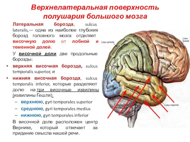 Верхнелатеральная поверхность полушария большого мозга Латеральная борозда, sulcus lateralis,— одна