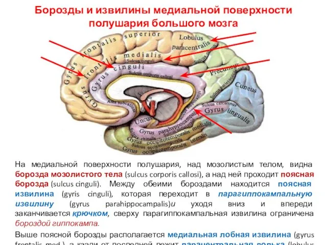 Борозды и извилины медиальной поверхности полушария большого мозга На медиальной