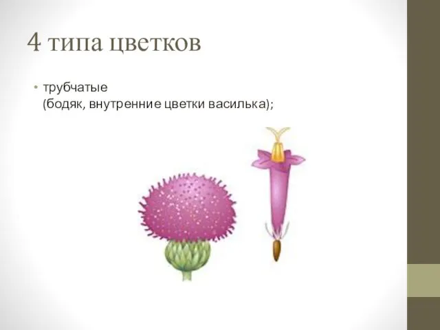 4 типа цветков трубчатые (бодяк, внутренние цветки василька);