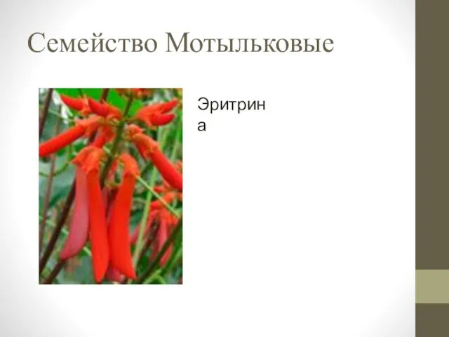 Семейство Мотыльковые Эритрина