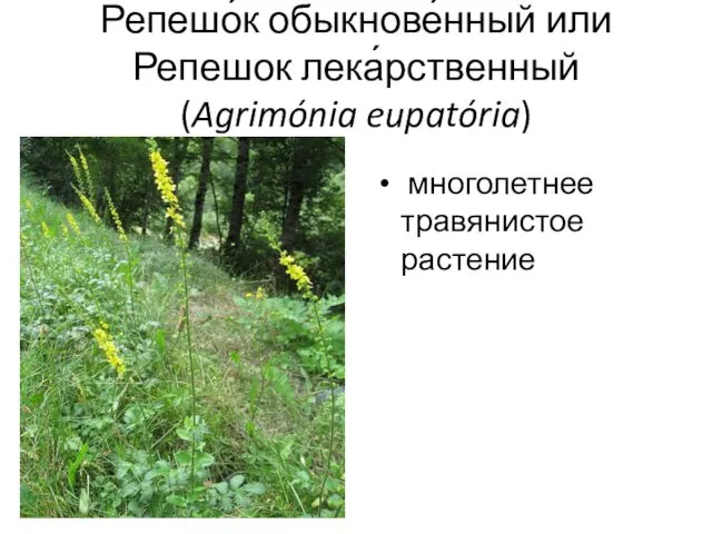 Репешо́к обыкнове́нный или Репешок лека́рственный (Agrimónia eupatória) многолетнее травянистое растение