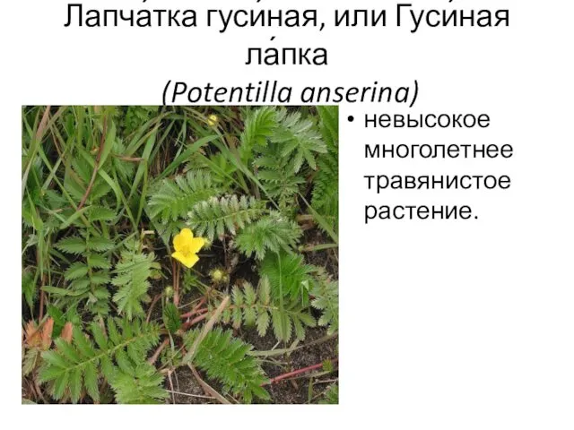 Лапча́тка гуси́ная, или Гуси́ная ла́пка (Potentilla anserina) невысокое многолетнее травянистое растение.