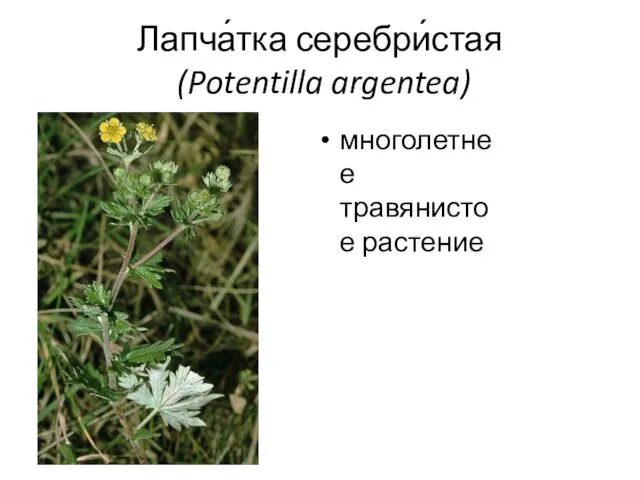 Лапча́тка серебри́стая (Potentilla argentea) многолетнее травянистое растение